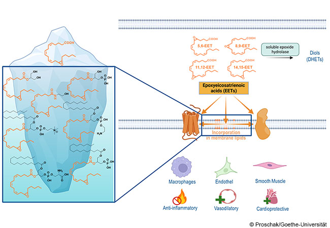 Diagram illustrating epoxyeicosatrienoic acids (EETs) within a blue iceberg, showing chemical structures. 