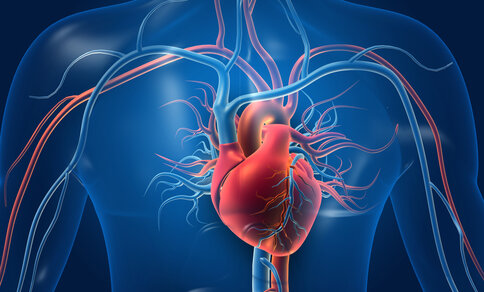 Anatomical illustration of a human heart in a blue-tinted body, with arteries and veins shown.