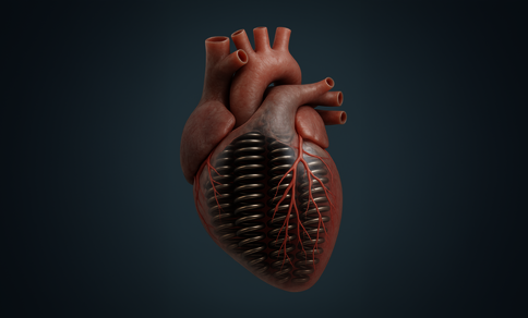 3D-rendered concept image of a human heart fused with mechanical elements, with visible metal coils or springs integrated into the heart structure beneath the surface tissue.