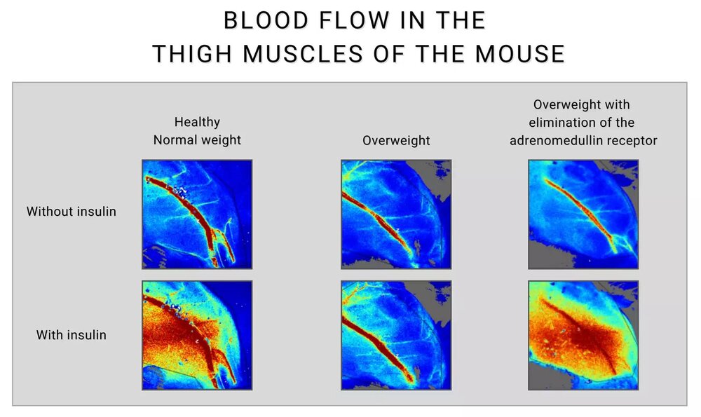 Scientific illustration showing the different blood flow in the thigh muscles of a mouse. 