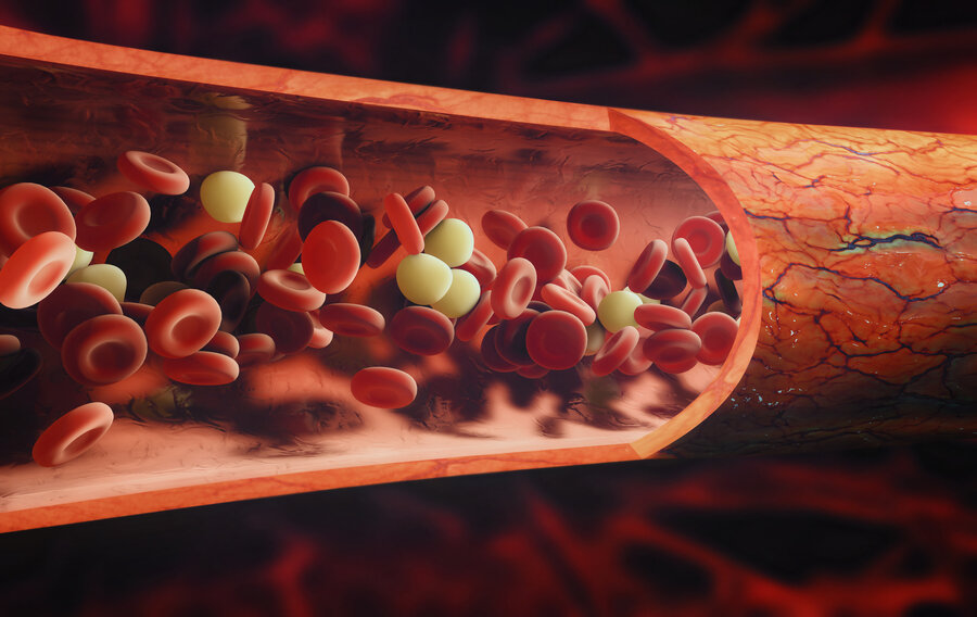 Cross-section of a blood vessel showing red and white blood cells flowing through it. 