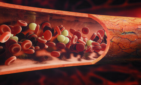Cross-section of a blood vessel showing red and white blood cells flowing through it. 