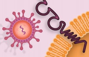 CAR-Inhibitoren zur Behandlung eines Myokardinfarktes