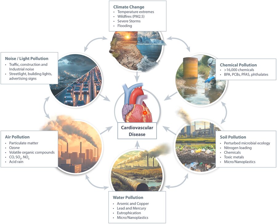 Circular diagram showing environmental factors leading to cardiovascular disease: climate change, chemical, soil, air, and noise/light pollution.