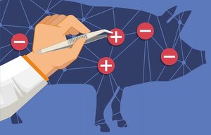 CardioXeno Überführung der kardialen Xenotransplantation in die klinische Anwendung