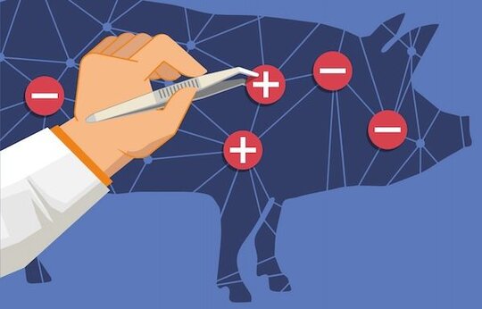 CardioXeno Überführung der kardialen Xenotransplantation in die klinische Anwendung