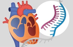SMASH Spleißmodulation zur Unterdrückung von HFpEF
