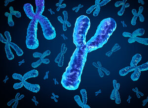 3D representation of several chromosomes in bright blue and violet colours on a dark background. A particularly large Y chromosome is in the foreground, while other X and Y chromosomes are distributed in the background.
