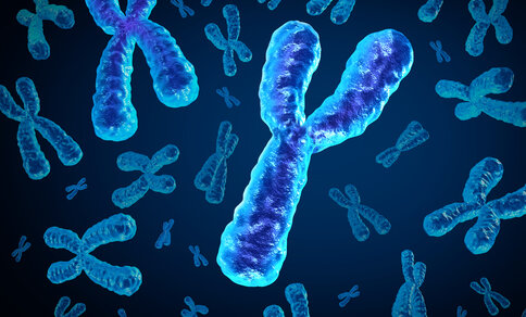 3D-Darstellung mehrerer Chromosomen in leuchtend blauen und violetten Farbtönen auf dunklem Hintergrund. Ein besonders großes Y-Chromosom steht im Vordergrund, während andere X- und Y-Chromosomen im Hintergrund verteilt sind.