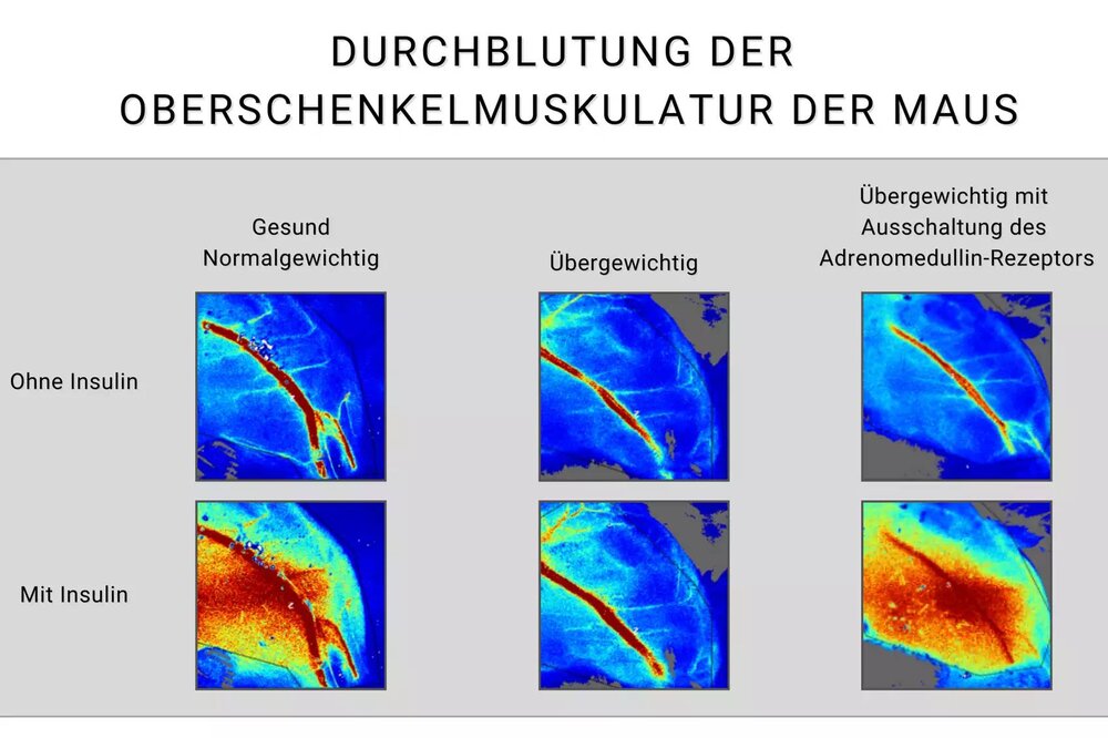 Wissenschaftliche Abbildung, die die unterschiedliche Durchblutung der Oberschenkelmuskulatur einer Maus zeigt. 