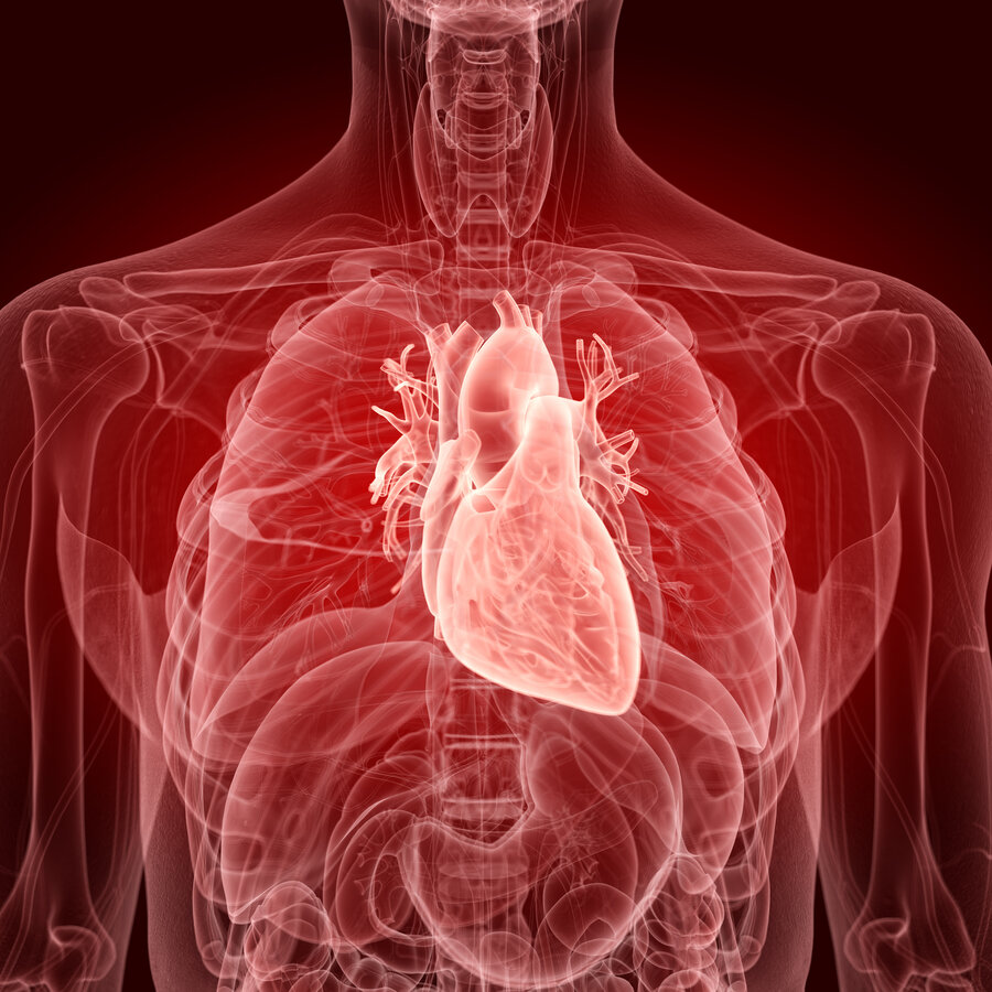 Transparent upper body with highlighted human heart in the centre of the chest