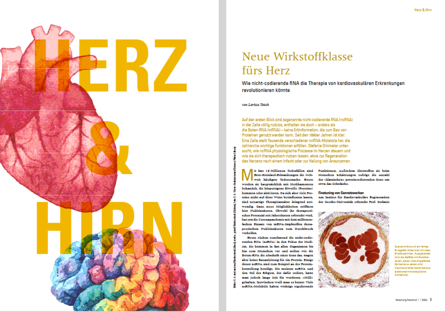 Picture of heart and brain with the title ‘New therapy for the heart’ from the Frankfurter Forschung Magazin.