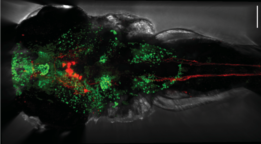 A small, translucent zebrafish larva viewed from above. Many green dots glow in the front part of the body. Two red, thread-like lines run from the head along the body to the rear.