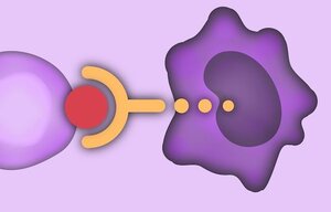 Präklinische Entwicklung von CD40-TRAF6-Inhibitoren