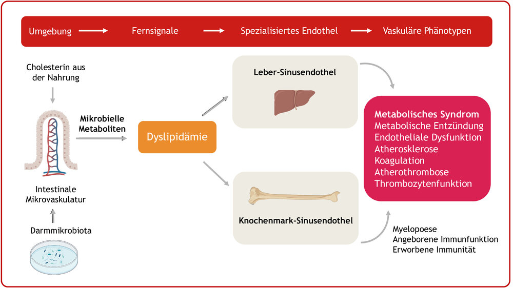 Schematische Darstellung der Verbindung zwischen Darmmikrobiota, Cholesterin aus der Nahrung und Dyslipidämie. Die Grafik zeigt, wie mikrobielle Metaboliten die intestinale Mikrovaskulatur beeinflussen und zu Dyslipidämie führen. Dies wirkt sich auf das Leber-Sinusendothel und das Knochenmark-Sinusendothel aus und führt zu Erkrankungen wie dem metabolischen Syndrom, das metabolische Entzündung, endotheliale Dysfunktion, Atherosklerose, Koagulation, Atherothrombose und eine gestörte Thrombozytenfunktion umfasst. Die Grafik hebt auch die Rolle von Myelopoese und Immunfunktionen hervor.
