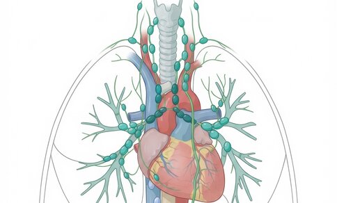 Anatomical illustration of the mediastinum showing the heart with adjacent major vessels (aorta and pulmonary arteries in red, superior vena cava in blue) alongside the trachea and main bronchi in an upright orientation. The lymphatic system is depicted as a network of teal-colored vessels with oval lymph nodes running along the trachea, bronchi, and heart surface. Faint outlines of both lung fields are shown in the background.
