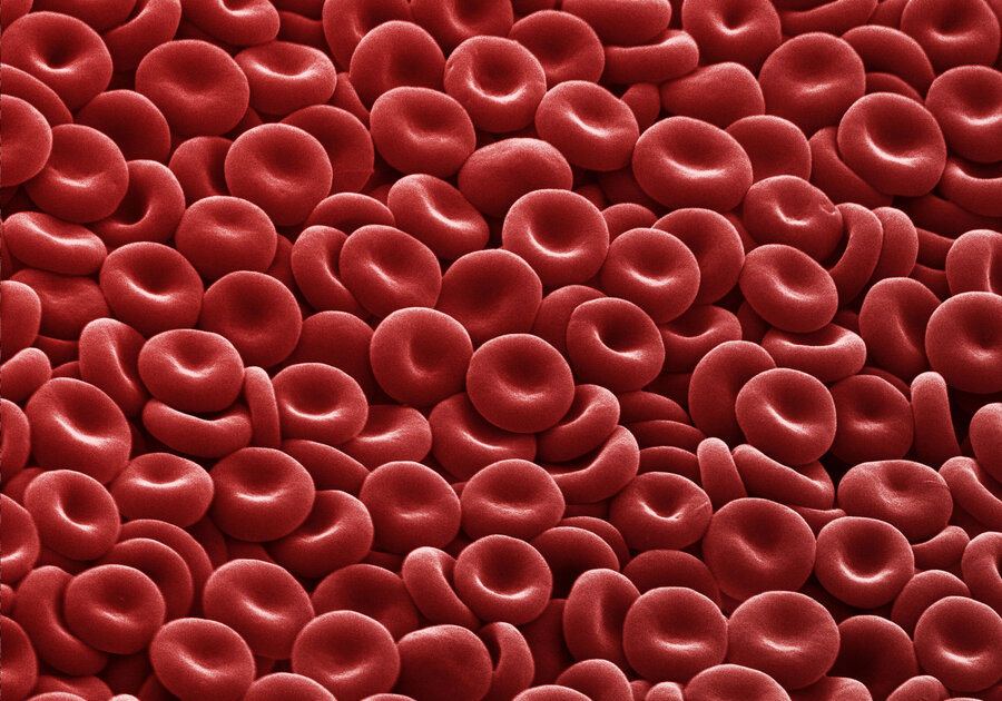 Highly magnified, electron microscope image of numerous red blood cells showing their characteristic biconcave, disc-shaped form.