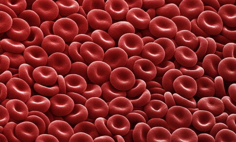 Highly magnified, electron microscope image of numerous red blood cells showing their characteristic biconcave, disc-shaped form.