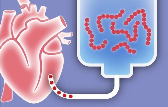 Entwicklung eines neuartigen Peptidpharmakons mit herzmuskelkraftsteigernder Wirkung zur Therapie der dekompensierten chronischen Herzmuskelschwäche
