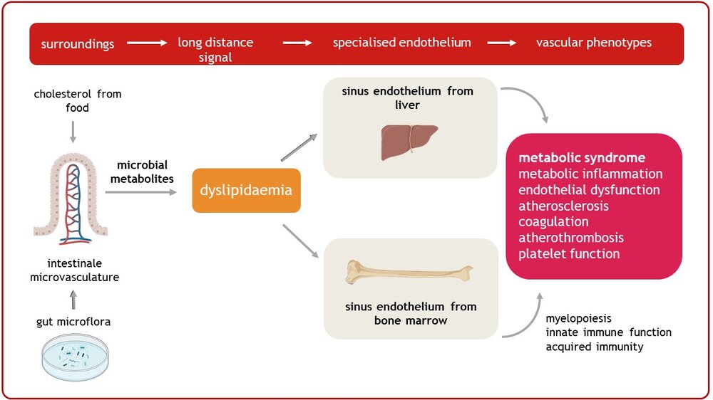 Schematic representation of the link between gut microbiota, dietary cholesterol and dyslipidaemia. The diagram shows how microbial metabolites influence the intestinal microvasculature and lead to dyslipidaemia. This affects the liver sinusoidal endothelium and bone marrow sinusoidal endothelium, leading to conditions such as metabolic syndrome, which includes metabolic inflammation, endothelial dysfunction, atherosclerosis, coagulation, atherothrombosis and impaired platelet function. The graphic also emphasises the role of myelopoiesis and immune function.